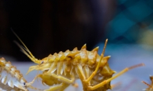 миниатюра - Аквариумы - дополнительный вид 2