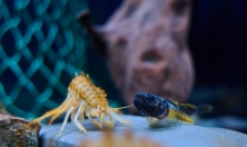 миниатюра - Аквариумы - дополнительный вид 3