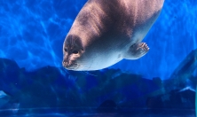 миниатюра - Аквариумы - дополнительный вид 9