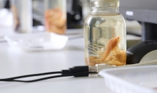 миниатюра - Живой мир Байкала под Микроскопом - дополнительный вид 4