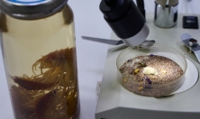 миниатюра - Живой мир Байкала под Микроскопом - дополнительный вид 8