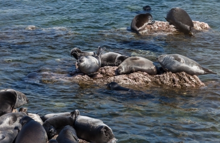 Проект «Байкал в режиме реального времени»