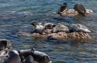 Проект «Байкал в режиме реального времени»