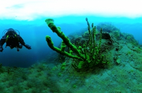 Тайны Байкальских глубин. Загадки Биоразнообразия