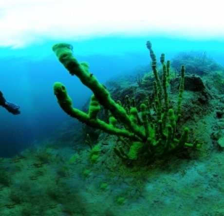 Тайны Байкальских глубин. Загадки Биоразнообразия