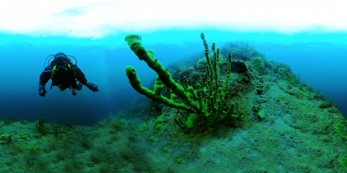 Тайны Байкальских глубин. Загадки Биоразнообразия - основной вид