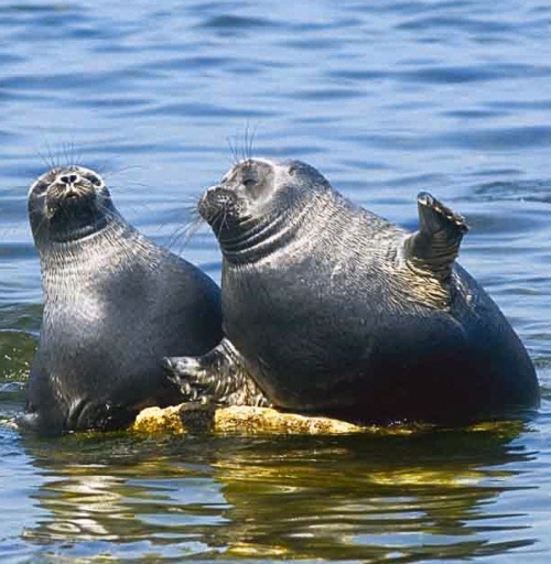Курсы «Озеро Байкал и экспозиции Байкальского музея» - основной вид