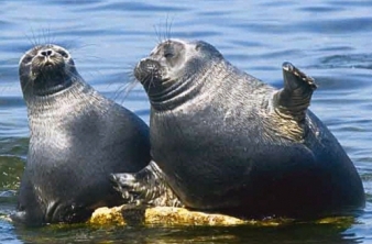 Курсы «Озеро Байкал и экспозиции Байкальского музея»