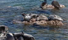миниатюра - Мониторинг за байкальскими нерпами продолжает своё развитие - дополнительный вид 1