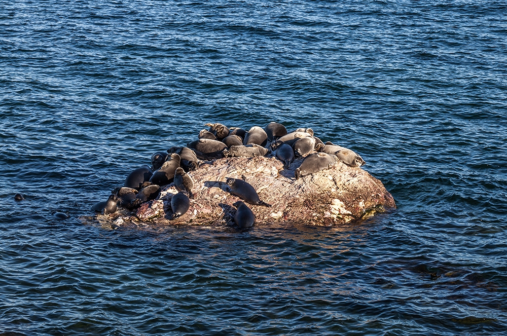 Мониторинг за байкальскими нерпами продолжает своё развитие - основной вид