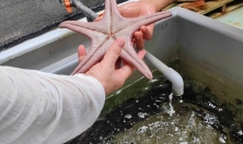 миниатюра - Байкальский музей продолжает развивать сотрудничество с восточно-азиатскими странами - дополнительный вид 4