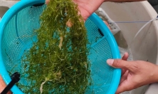 миниатюра - Байкальский музей продолжает развивать сотрудничество с восточно-азиатскими странами - дополнительный вид 5