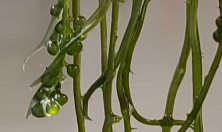 миниатюра - Байкальский музей продолжает развивать сотрудничество с восточно-азиатскими странами - дополнительный вид 6