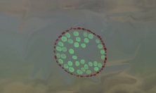 миниатюра - 6 февраля в 12:30 приглашаем на просмотр фильма «Диатомовые водоросли» - дополнительный вид 1