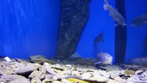 постер - Аквариум в котором содержится ТАЙМЕНЬ (Hucho taimen)