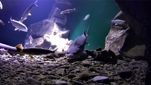 постер - Аквариум в котором содержится БАЙКАЛЬСКИЙ ОСЁТР (Acipenser baerii baicalensis) и БАЙКАЛЬСКИЙ СИГ (Coregonus baicalensis)