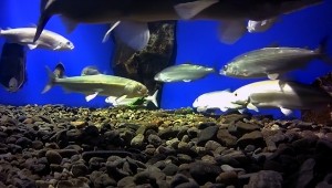 постер - Аквариум в котором содержится БАЙКАЛЬСКИЙ ОМУЛЬ (Coregonus autumnalis migratorius (Georgi, 1775))