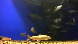 постер - Аквариум в котором содержится ЛЕНОК (Brachymystax lenok (Pallas, 1773)