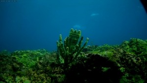 постер - Губка на глубине 5м (архив)