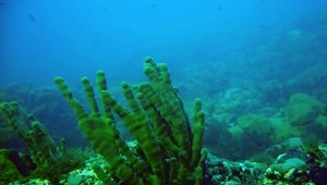 постер - Губка на глубине 5 метров (камера № 2)